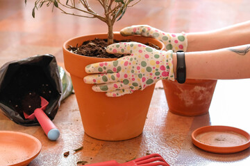 Transplanting a houseplant into a new pot. Holding a clay red pot