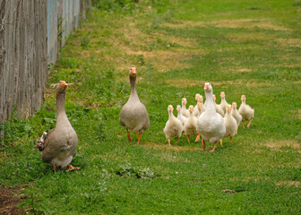 The geese are walking home along the fence. Weird funny goose