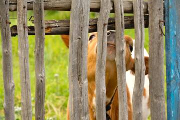 Young cow behind an old wooden fence in the village