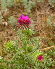 Thistle with purple flower. Carduus, a weed