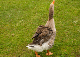 Big gray goose turned back, feathers visible