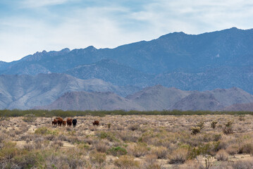 Cattle Grazing in Desert