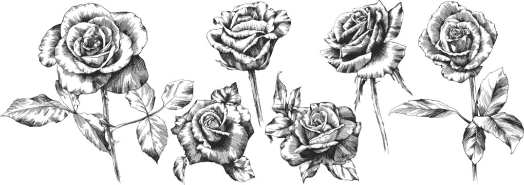 Roses outline vector set. Flowers hand drawn.