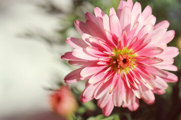 Fototapeta premium pink dahlia flower