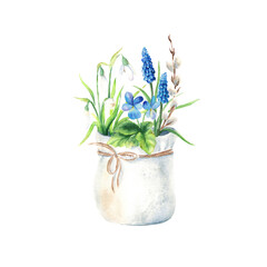 Spring flowers in a gift pot isolated on white background. Snowdrop, muscari, pansy, willow branch watercolor hand drawn illustration. Botanical illustration. Good for stickers, greating cards