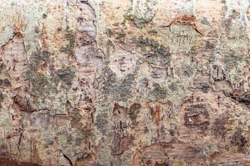 Rough textured tree bark close up for background