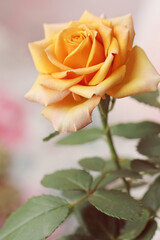 yellow rose on a white background