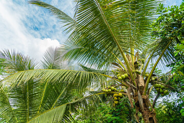 Fototapeta na wymiar Coconut tree with many coconut fruits, Zanzibar, Tanzania