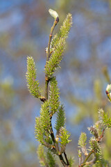 Weibliche Blüten der Salweide, Salix caprea