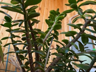 Jade plant is noted for its interesting green, oval-shaped succulent foliage that grows out from a...