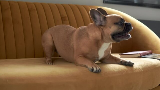 Dog french bulldog plays with cushion on couch. Dog barks and plays around squab