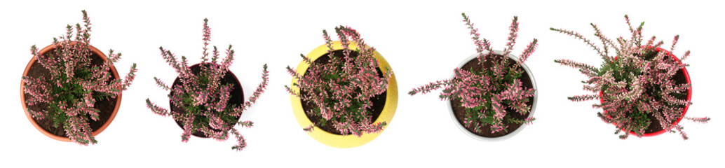 Top view of potted heathers with beautiful flowers on white background, collage. Banner design