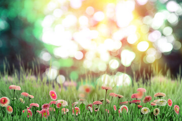 Fototapeta na wymiar Beautiful blooming daisy flowers in green meadow on sunny day, bokeh effect