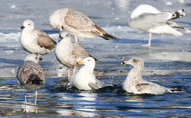 With water and available feed, the Herring gull willingly settles in many European cities