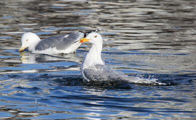 With water and available feed, the Herring gull willingly settles in many European cities