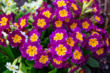 Violet primroses in the garden - 500194487
