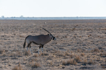 One Oryx - Oryx gazelle- grazing on the plains of Etosha national park, Namibia