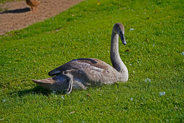 young swan on a meadow in Odense
