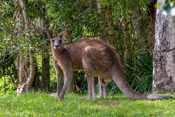 kangaroo in the grass
