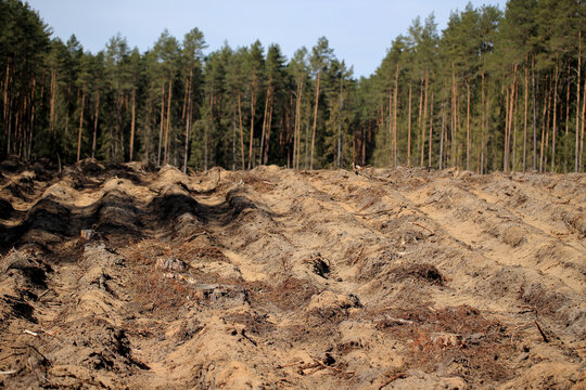Plowing after cut trees in the Augustów Primeval Forest (Poland)