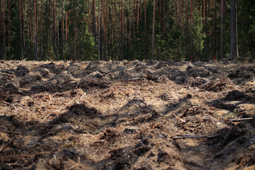 Plowing after cut trees in the Augustów Primeval Forest (Poland)
