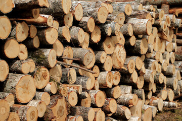 Wood in stock in the Augustów Primeval Forest