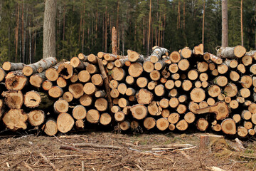 Wood in stock in the Augustów Primeval Forest