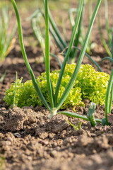 Close up shot of fresh spring onions growing in the garden