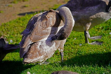young swan on a meadow in Odense
