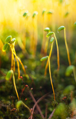 Fotografia makro. Mech i inne rosliny © Lukasz