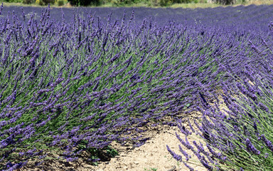 Long spikelets of Angustifolia lavender in bloom on scorched yellow dry gravel soil on lavender field, Vaucluse, Provence, France