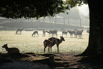春の朝の奈良公園の木漏れ日の下の鹿
