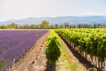 Rows of lush green young shoots of grape vines side by side with long velvety rows of young pale...