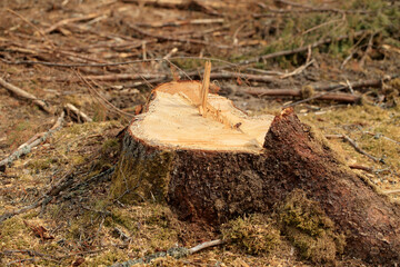 Stumps after cut trees in the Augustów Primeval Forest (Poland)