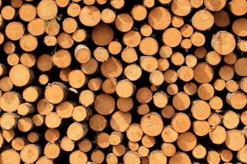 Wood in stock in the Augustów Primeval Forest