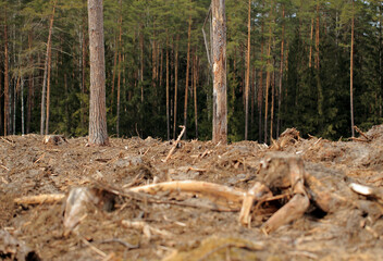 Stumps after cut trees in the Augustów Primeval Forest (Poland)