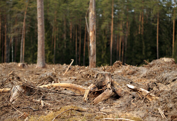 Stumps after cut trees in the Augustów Primeval Forest (Poland)