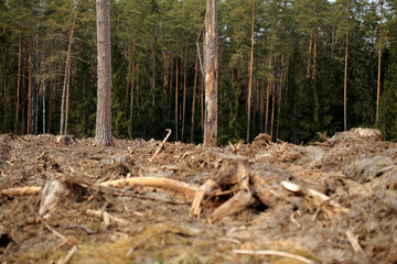 Stumps after cut trees in the Augustów Primeval Forest (Poland)