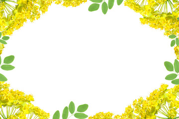 flower frame with yellow flowers Cypress spurge (Euphorbia cyparissias) isolated on white background.free text space.Flat lay, Top view