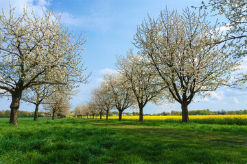 Eine Allee von blühenden Kirschbäumen