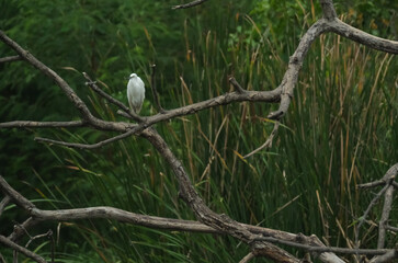 Real hature heron dird in the wild he rest  on the twigs after find the fish.