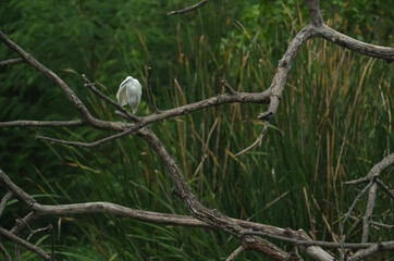 Real hature heron dird in the wild he rest  on the twigs after find the fish.