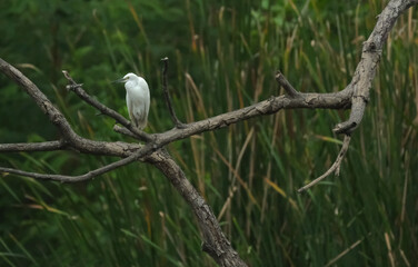 Real hature heron dird in the wild he rest  on the twigs after find the fish.