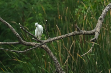 Real hature heron dird in the wild he rest  on the twigs after find the fish.