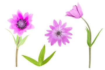 set collection from anemone hortensis Wildflower isolated on a white background