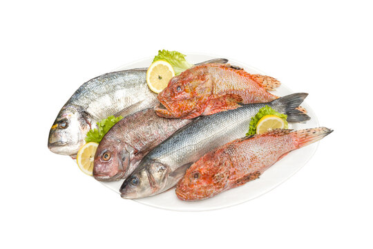 four species of sea fish on a plate   (Scorpaena scrofa,Dicentrarchus labrax,Gilt-head seabream,Dentex dentex) isolated on a white background.