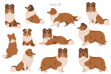 Sheltie, Shetland sheepdog clipart. Different poses, coat colors set - obrazy, fototapety, plakaty