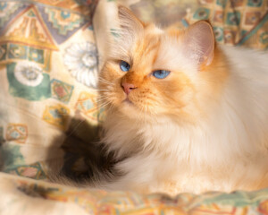 Serious looking flame-point Birman cat sitting on a cushion which matches his colours