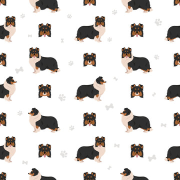 Sheltie, Shetland sheepdog seamless pattern. Different poses, coat colors set