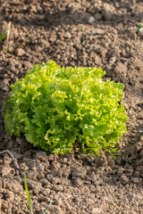 Close up shot of fresh salad with curly leaves growing in the garden